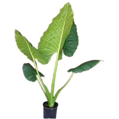 Alocasia Borneo Giant